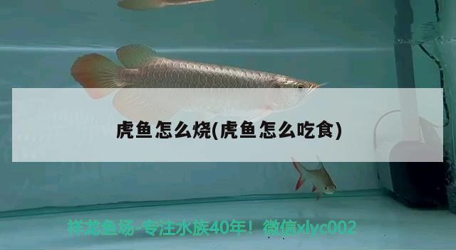 龍魚缸什么底色好看(龍魚缸顏色) 龍魚缸什么底色好看(龍魚缸顏色) 紅龍魚百科