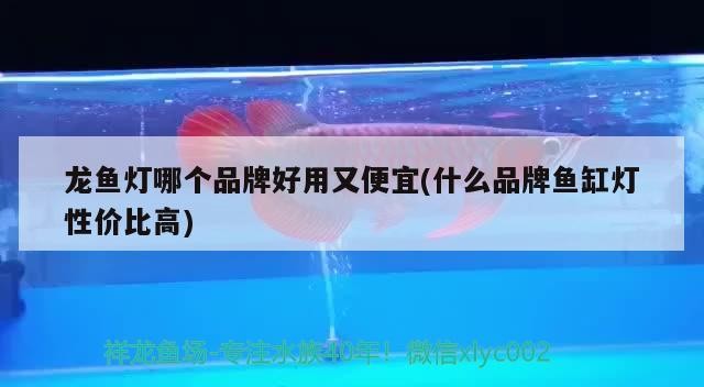 龍魚燈哪個(gè)品牌好用又便宜(什么品牌魚缸燈性價(jià)比高)