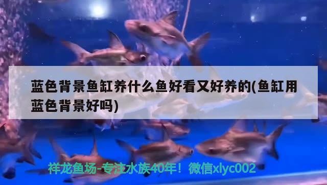 藍色背景魚缸養什么魚好看又好養的(魚缸用藍色背景好嗎) 藍色背景魚缸養什么魚好看又好養的(魚缸用藍色背景好嗎) 紅龍魚百科