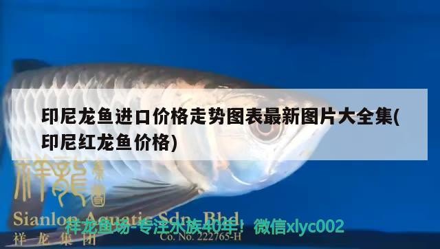 印尼龍魚進口價格走勢圖表最新圖片大全集(印尼紅龍魚價格)