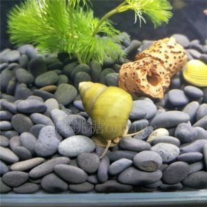 貝殼能凈化魚缸水質嗎：貝殼可以凈化魚缸水質嗎？
