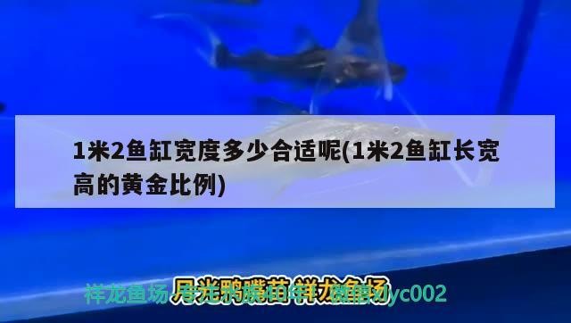 虎魚是海魚嗎還是河魚(虎魚是海魚嗎還是河魚呢)
