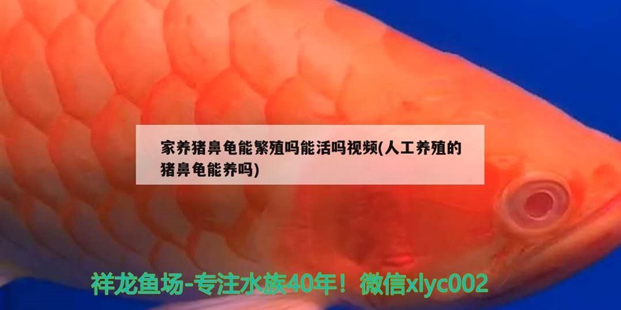 家養(yǎng)豬鼻龜能繁殖嗎能活嗎視頻(人工養(yǎng)殖的豬鼻龜能養(yǎng)嗎) 家養(yǎng)豬鼻龜能繁殖嗎能活嗎視頻(人工養(yǎng)殖的豬鼻龜能養(yǎng)嗎) 豬鼻龜百科