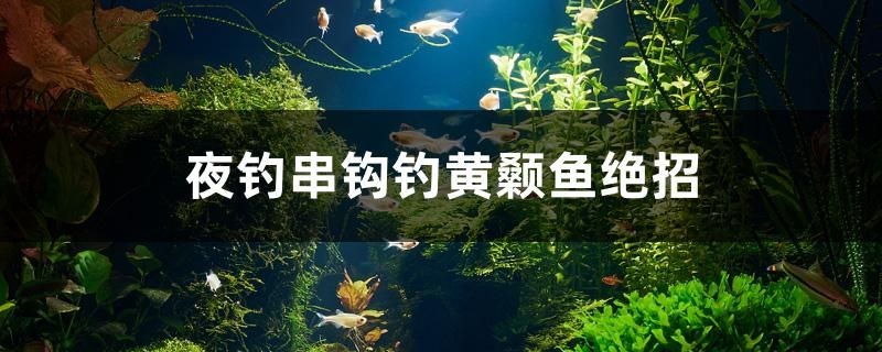 夜釣串鉤釣黃顙魚絕招