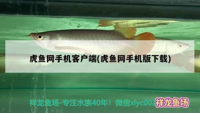 銀龍魚用開燈嗎怎么養活(養金龍魚用什么燈)