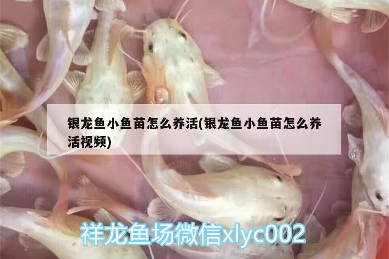 銀龍魚小魚苗怎么養活(銀龍魚小魚苗怎么養活視頻)