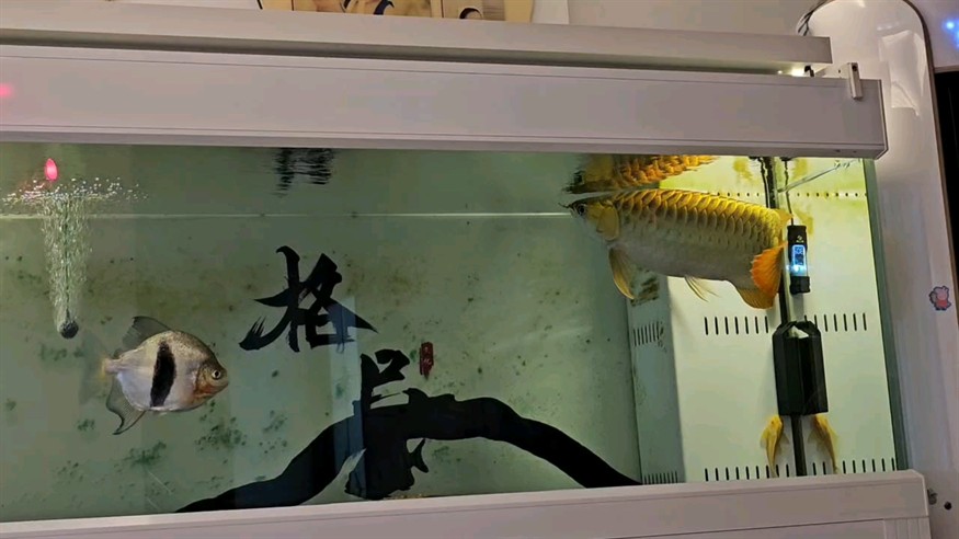 給大魚缸換水的作文:體驗(yàn)給大魚缸換水的樂趣:體驗(yàn)給大魚缸換水:給大魚缸換水的作文 夜已深 龍魚論壇 夜已深 夜已深 龍魚論壇
