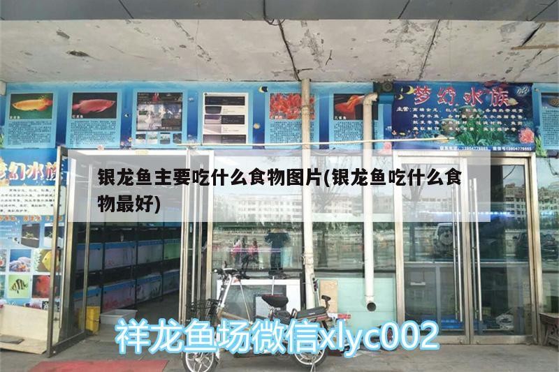 銀龍魚主要吃什么食物圖片(銀龍魚吃什么食物最好)