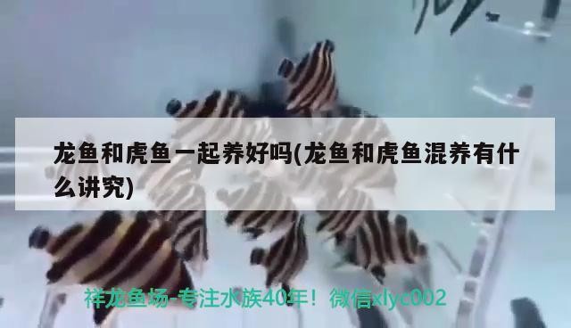 龍魚和虎魚一起養好嗎(龍魚和虎魚混養有什么講究)