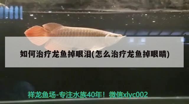 如何治療龍魚掉眼淚(怎么治療龍魚掉眼睛)