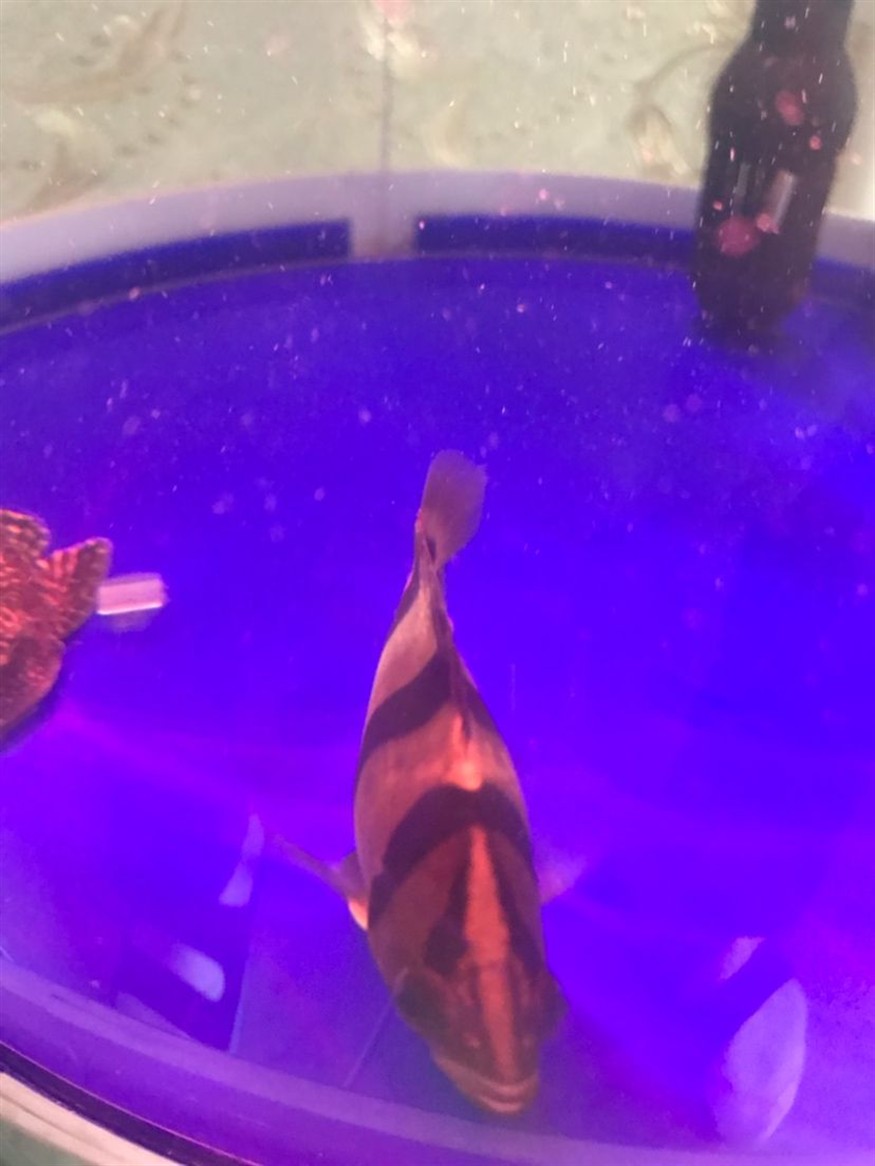 虎魚尾巴上起了個鼓包