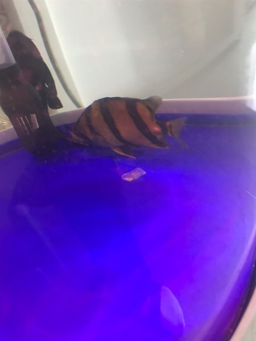 虎魚尾巴上起了個鼓包