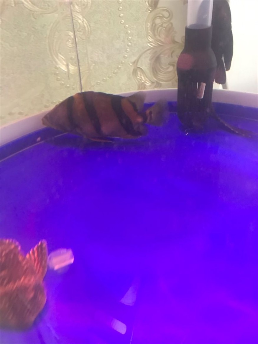 虎魚尾巴上起了個鼓包