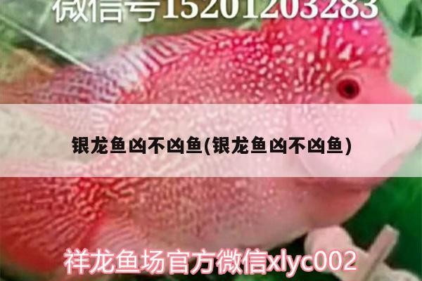 銀龍魚兇不兇魚(銀龍魚兇不兇魚) 銀龍魚兇不兇魚(銀龍魚兇不兇魚) 銀龍魚百科