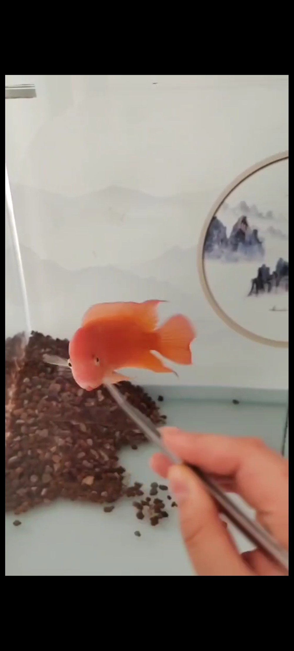 東面放魚缸好不好風水:家居風水魚缸的擺放技巧 魚缸百科 第4張 東面放魚缸好不好風水:家居風水魚缸的擺放技巧 東面放魚缸好不好風水:家居風水魚缸的擺放技巧 魚缸百科 第4張