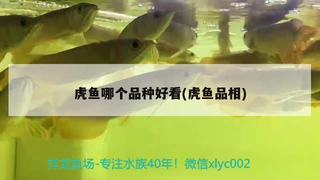 虎魚哪個品種好看(虎魚品相) 虎魚哪個品種好看(虎魚品相) 虎魚百科