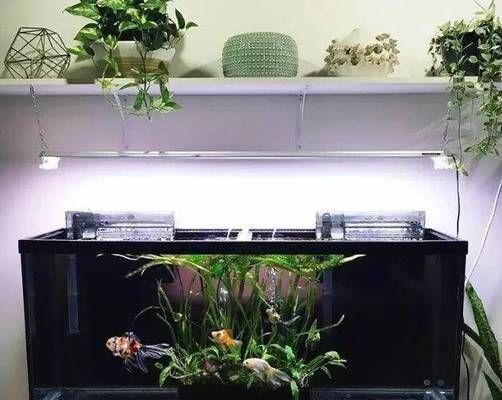 紅龍魚不紅發黃為什么會死：紅龍魚不紅發黃是怎么回事