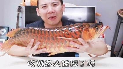 紅龍魚不紅發黃為什么會死：紅龍魚不紅發黃是怎么回事