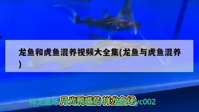 龍魚和虎魚混養視頻大全集(龍魚與虎魚混養)