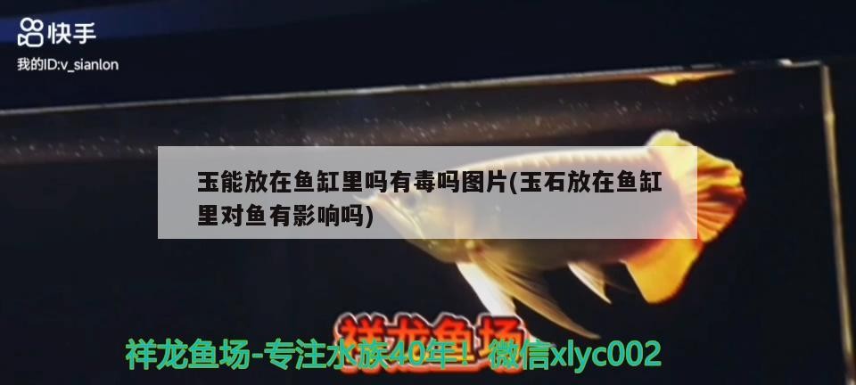 玉能放在魚缸里嗎有毒嗎圖片(玉石放在魚缸里對魚有影響嗎)