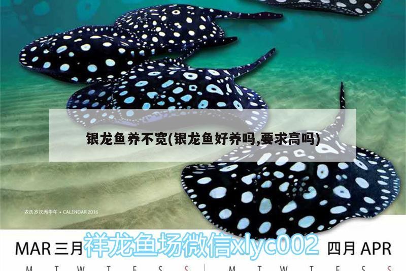銀龍魚養(yǎng)不寬(銀龍魚好養(yǎng)嗎,要求高嗎)