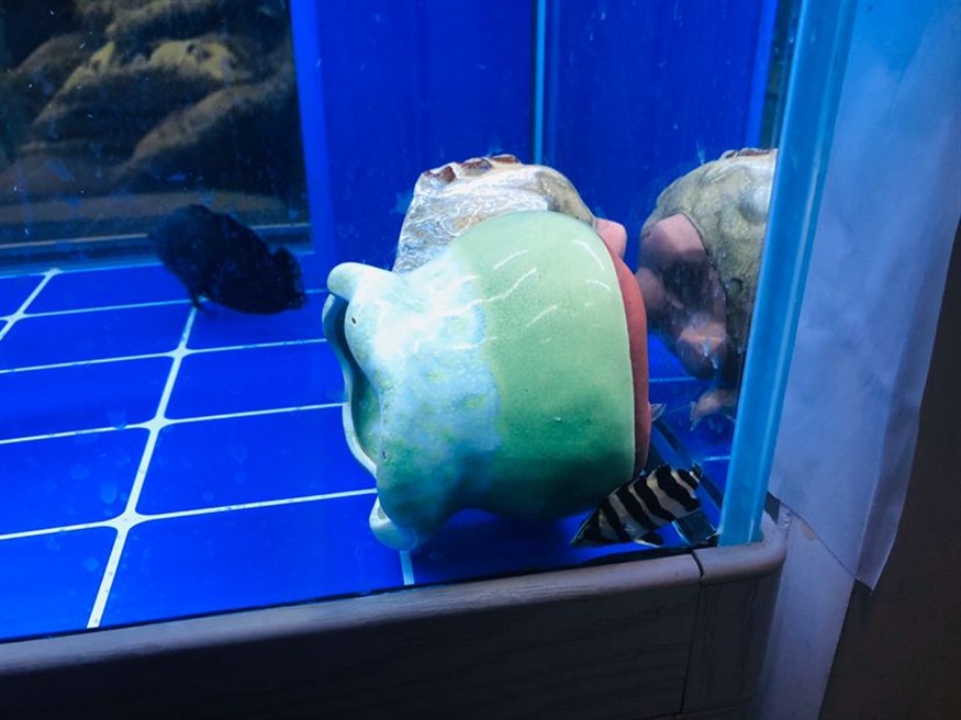 小虎魚每時每克經(jīng)歷著生死