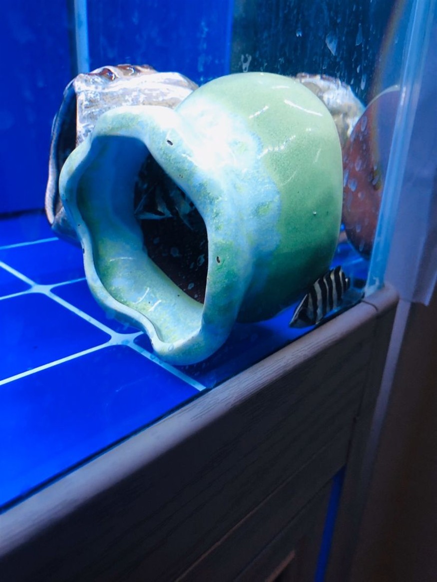 小虎魚每時每克經(jīng)歷著生死