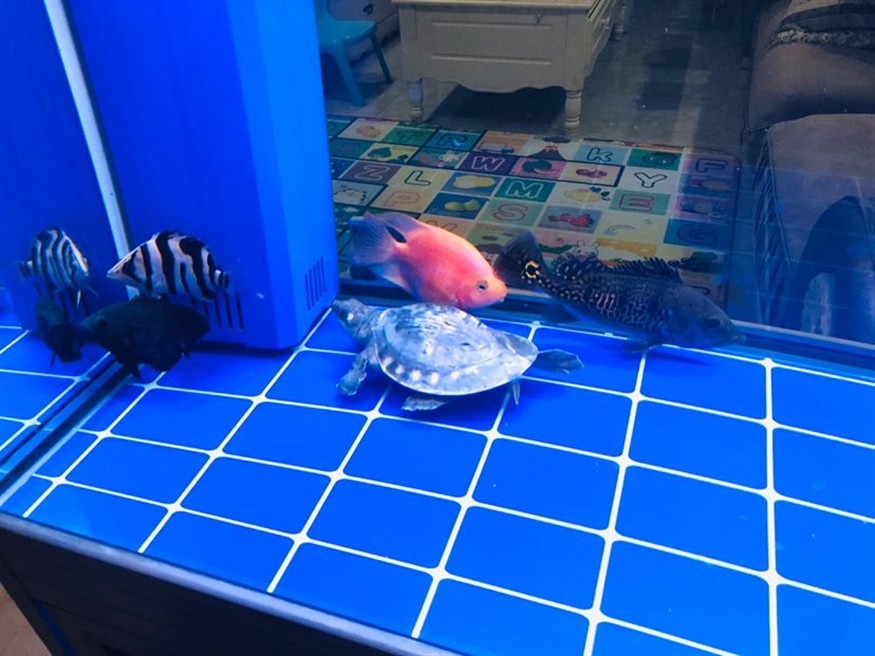 小虎魚每時每克經(jīng)歷著生死
