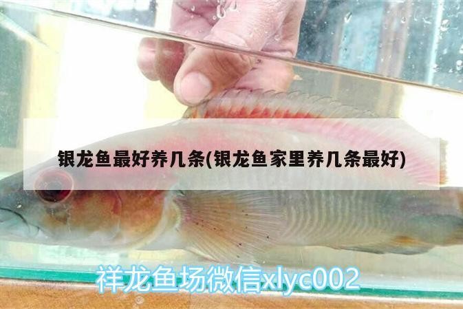 銀龍魚最好養幾條(銀龍魚家里養幾條最好) 銀龍魚最好養幾條(銀龍魚家里養幾條最好) 銀龍魚百科