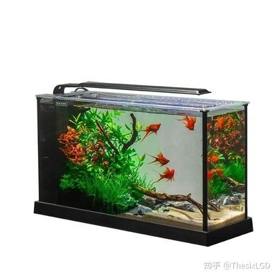 多大的魚缸養多大的魚合適：養魚經驗：選擇合適的魚缸尺寸是關鍵