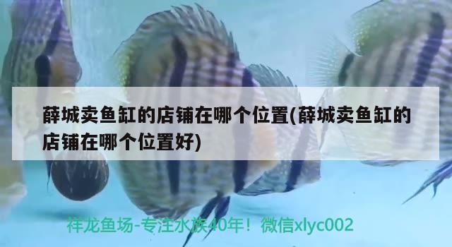 薛城賣魚缸的店鋪在哪個位置(薛城賣魚缸的店鋪在哪個位置好)