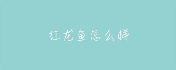 紅龍魚多長時間能紅燒好：紅燒紅龍魚的做法 紅龍魚多長時間能紅燒好：紅燒紅龍魚的做法 紅龍魚百科 第3張