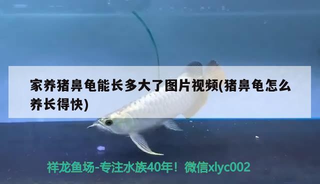 白底魚缸適合養什么：白底魚缸適合養什么樣的魚