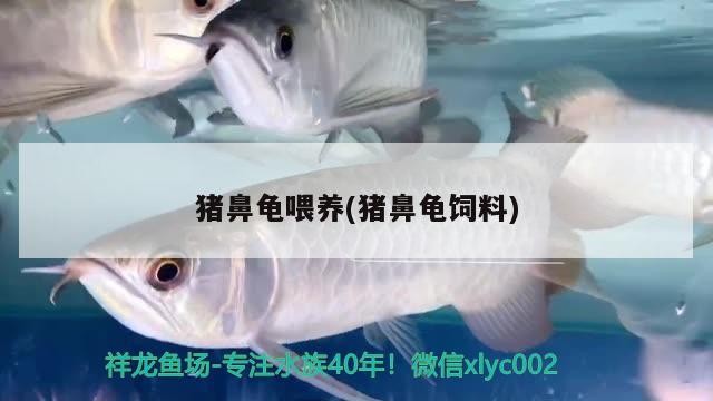豬鼻龜喂養(豬鼻龜飼料)