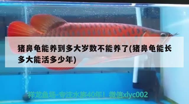 豬鼻龜能養到多大歲數不能養了(豬鼻龜能長多大能活多少年)