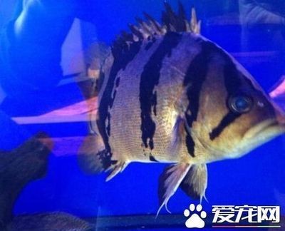 印尼虎魚挑選方法圖解:如何挑選印尼虎魚 虎魚百科 第1張 印尼虎魚挑選方法圖解:如何挑選印尼虎魚 印尼虎魚挑選方法圖解:如何挑選印尼虎魚 虎魚百科 第1張