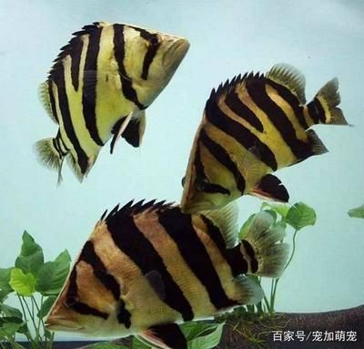 印尼虎魚挑選方法圖解:如何挑選印尼虎魚 虎魚百科 第2張 印尼虎魚挑選方法圖解:如何挑選印尼虎魚 印尼虎魚挑選方法圖解:如何挑選印尼虎魚 虎魚百科 第2張