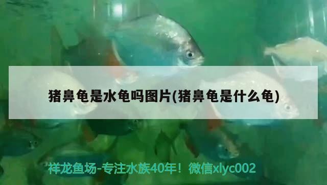 金龍魚能吃紅蟲嗎