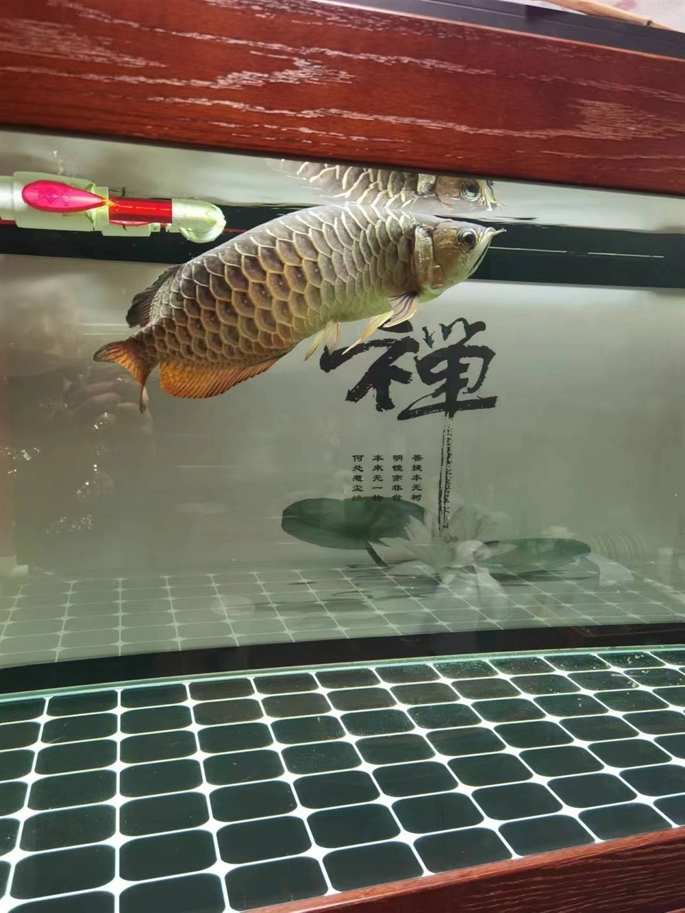 求助各位大神！龍魚最近兩個月沒吃取東西，目前身體發(fā)現(xiàn)變S行，狀態(tài)很差，現(xiàn)在在用大白片和土霉素2日，沒感覺好，各位有啥好辦法[peifu][peifu][peifu]
