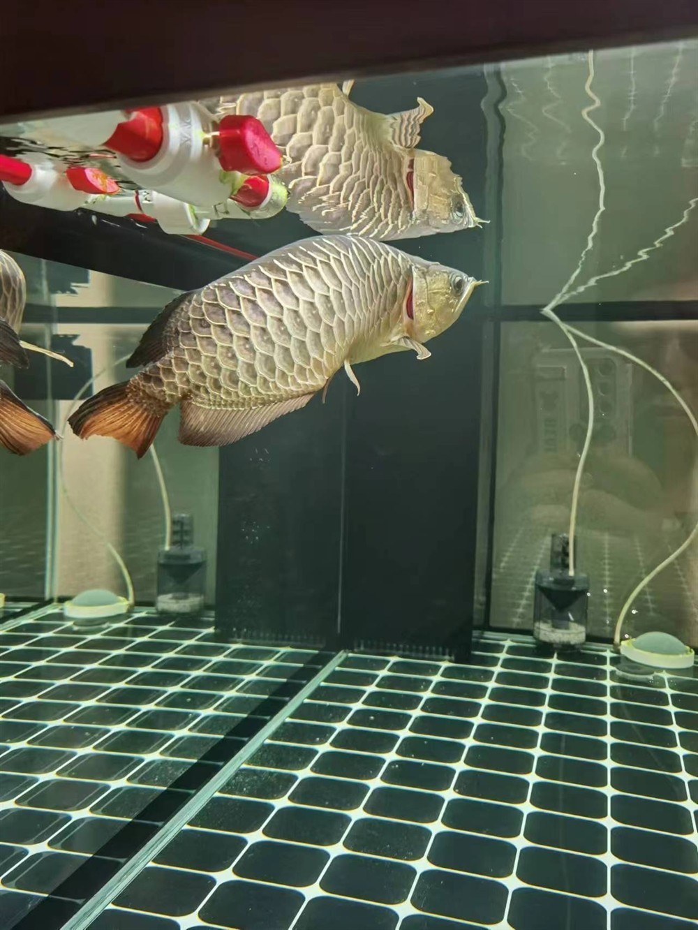 求助各位大神！龍魚最近兩個月沒吃取東西，目前身體發(fā)現(xiàn)變S行，狀態(tài)很差，現(xiàn)在在用大白片和土霉素2日，沒感覺好，各位有啥好辦法[peifu][peifu][peifu]