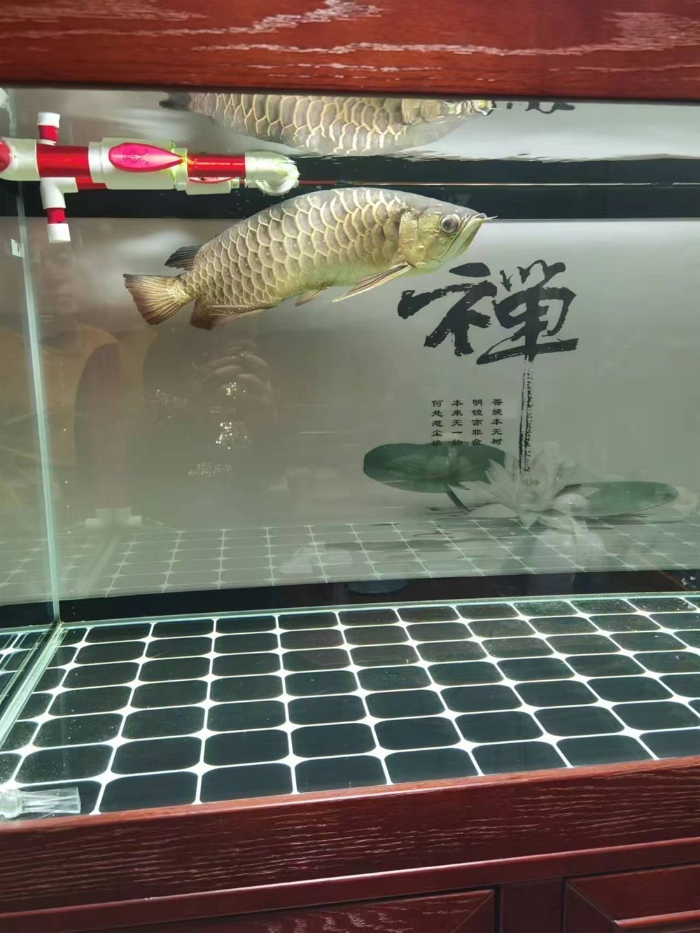 求助各位大神！龍魚最近兩個月沒吃取東西，目前身體發(fā)現(xiàn)變S行，狀態(tài)很差，現(xiàn)在在用大白片和土霉素2日，沒感覺好，各位有啥好辦法[peifu][peifu][peifu]