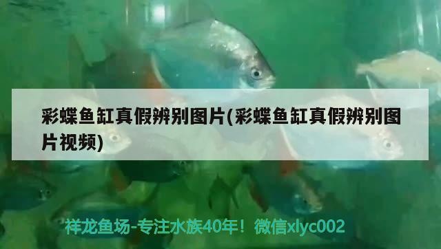 如何合法飼養(yǎng)豬鼻龜視頻講解大全(如何辦理養(yǎng)豬鼻龜?shù)氖掷m(xù)) 如何合法飼養(yǎng)豬鼻龜視頻講解大全(如何辦理養(yǎng)豬鼻龜?shù)氖掷m(xù)) 豬鼻龜百科 第3張