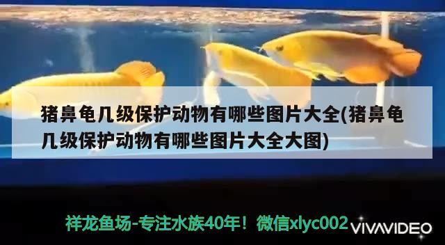 銀龍魚身上有白色鼓包是什么原因(銀龍魚身上有白色凸起)