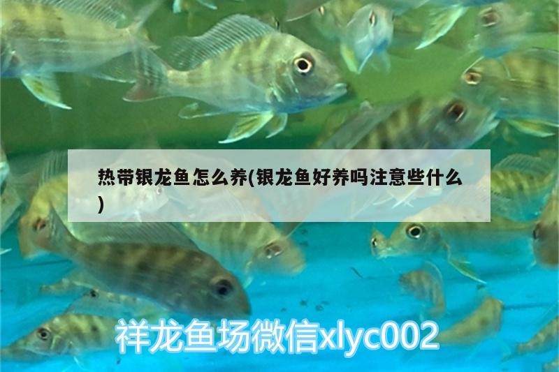 熱帶銀龍魚怎么養(yǎng)(銀龍魚好養(yǎng)嗎注意些什么)