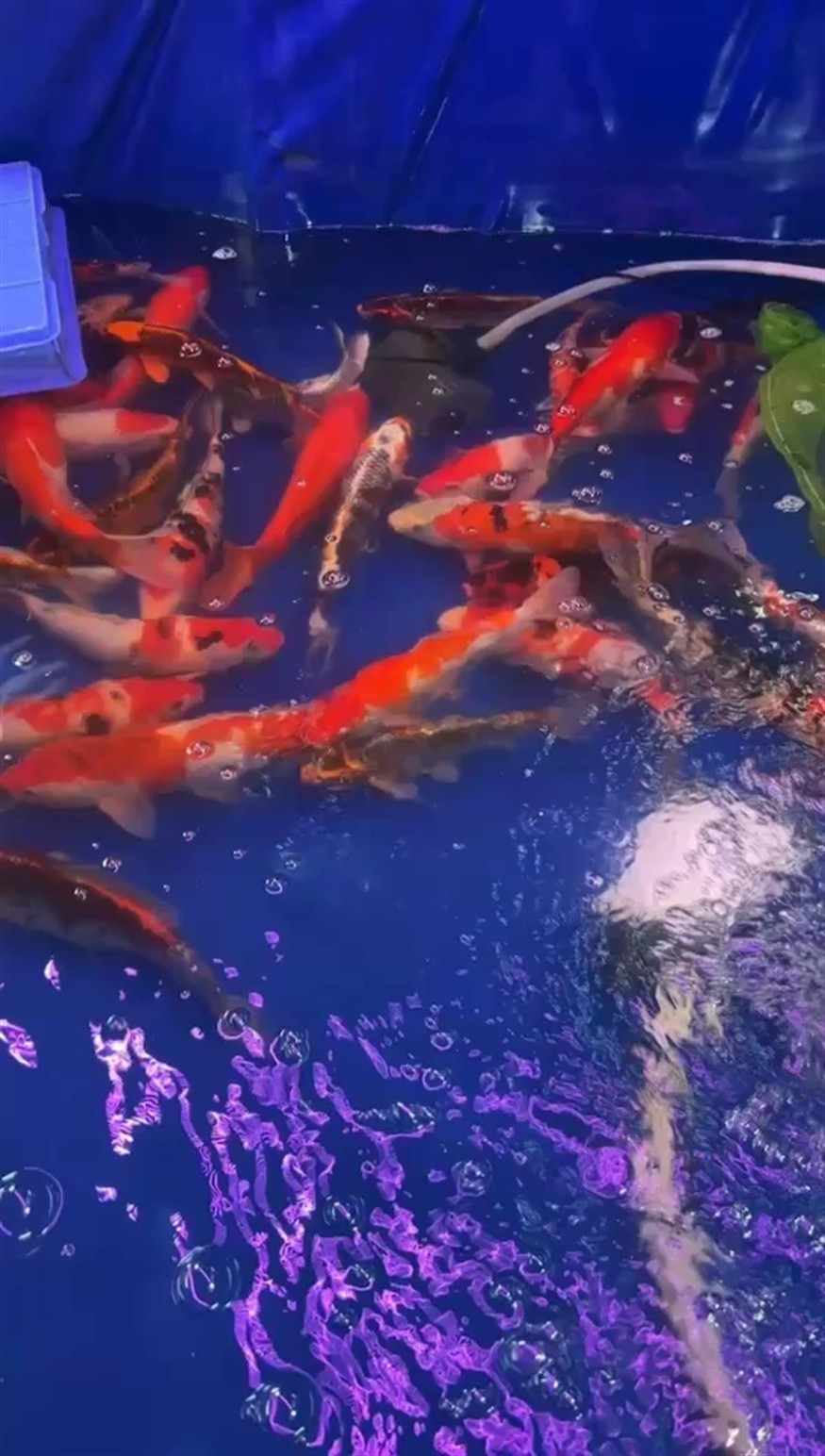 錦鯉批發(fā)
