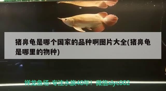 綠色魚缸顏色對魚缸綠水好嗎，如果能碰巧解決面臨的問題，綠色的魚缸好嗎