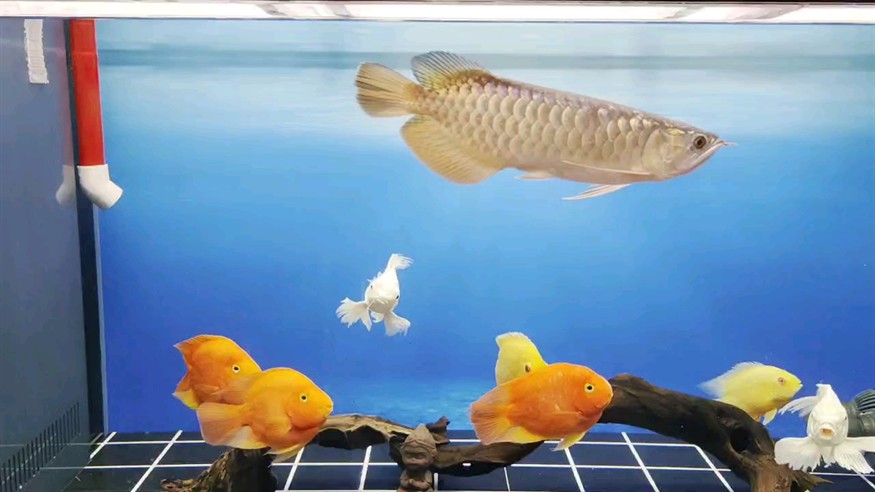 日常換水前