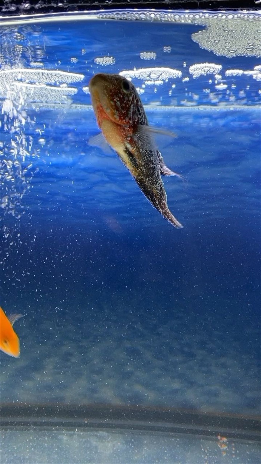 昆區(qū)海鑫程水族館（昆山海鑫）