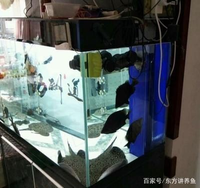 擦洗魚缸的技巧有哪些：擦洗魚缸是為了保持魚缸的清潔