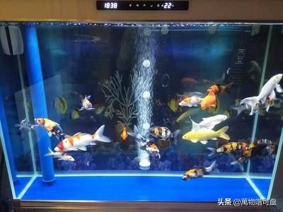 1米2寬40的魚缸養幾條錦鯉：1米2寬40的魚缸養幾條錦鯉，養多少條錦鯉